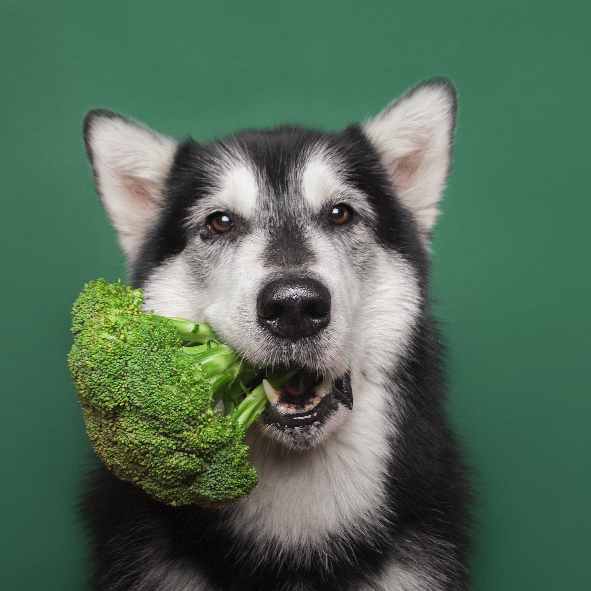 CHESTER'S SUPER GREENS DOG TREATS WITH 25 ESSENTIAL VITAMINS AND MINERALS