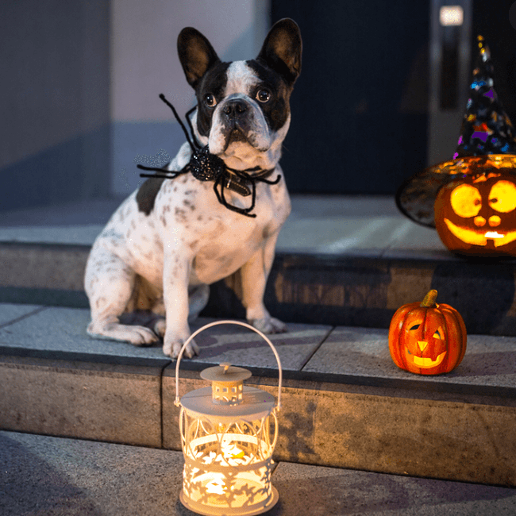 CHESTER'S PUMPKIN AND FLAX SEED DOG TREATS FOR HEALTHY GUTS SUPPORT