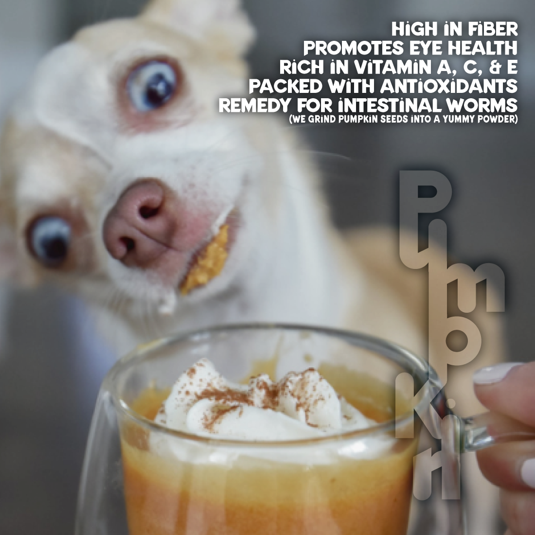 3 NEW CHESTER'S LATTÉ DOG TREAT FOR HEALTHY OMEGA FATS