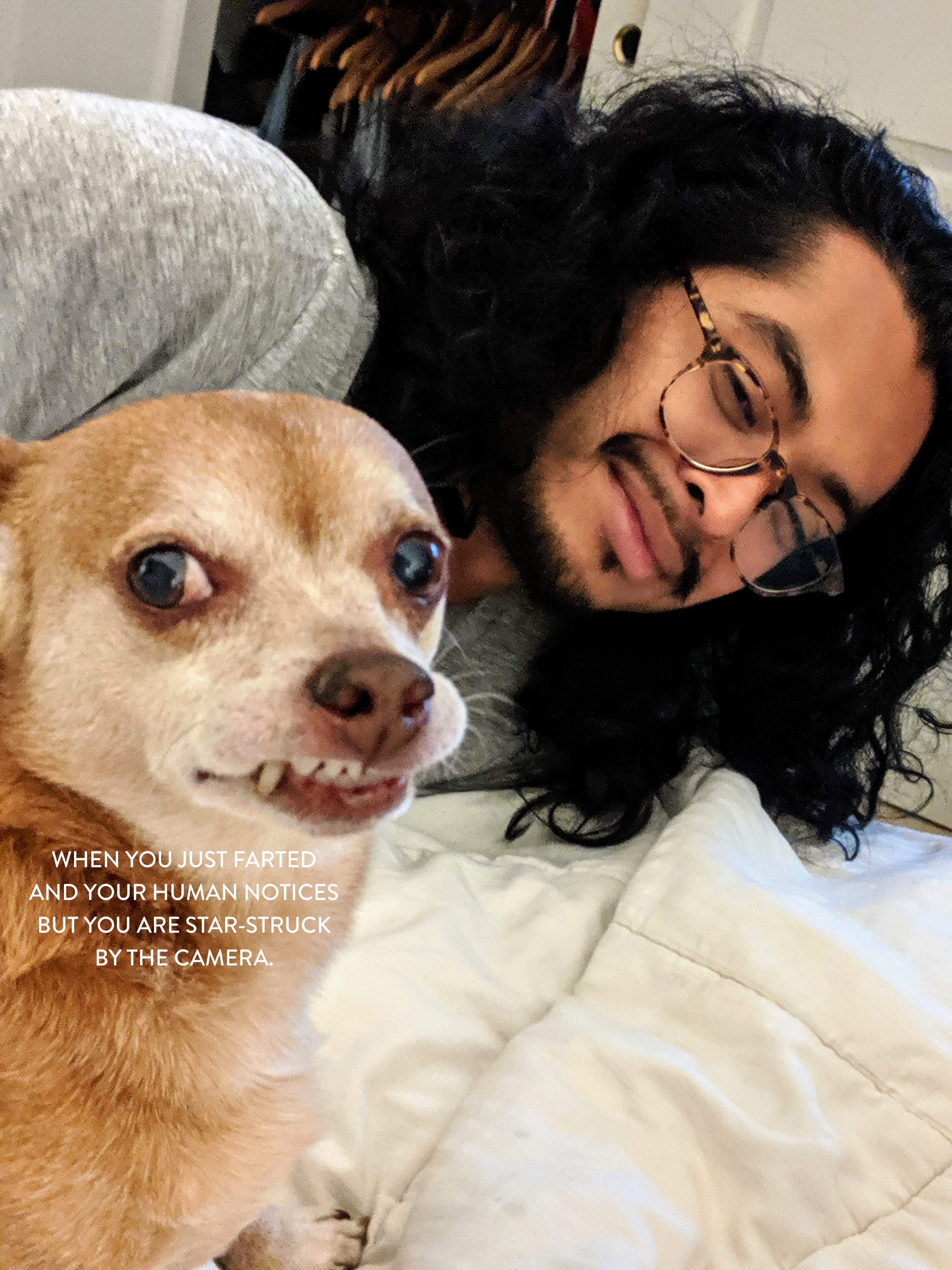 CHESTER'S STRAWBERRY DOG TREAT WAFFLES FOR MOBILITY SUPPORT